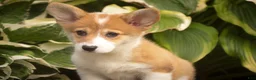Welsh Corgi Pembroke dogs for sale: Mila Welsh Corgi Pembroke  - Ad 7