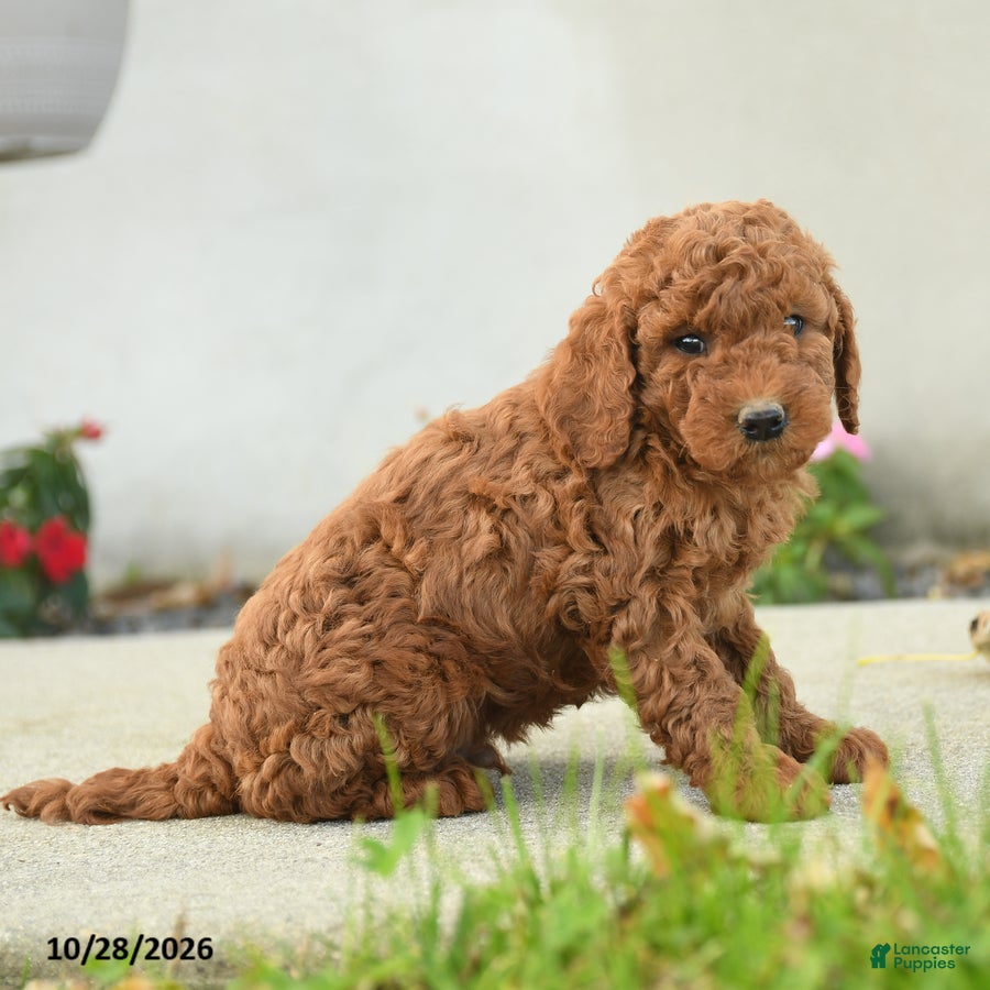 Goldendoodle dogs for sale: Nacho - Ad 2