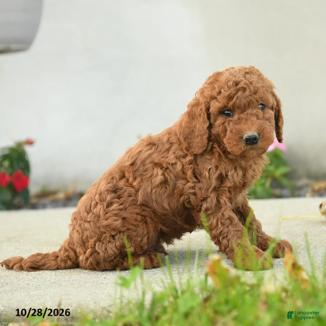 Goldendoodle dogs for sale: Nacho - Ad 2