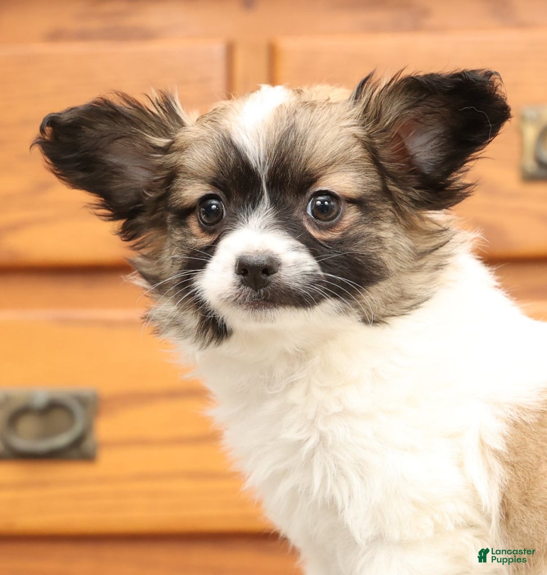 Papillon dogs for sale: Carson - Ad 6
