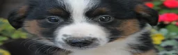 Australian Shepherd dogs for sale: Heidi - Ad 4