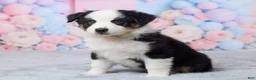 Australian Shepherd dogs for sale: Roxy - Ad 5