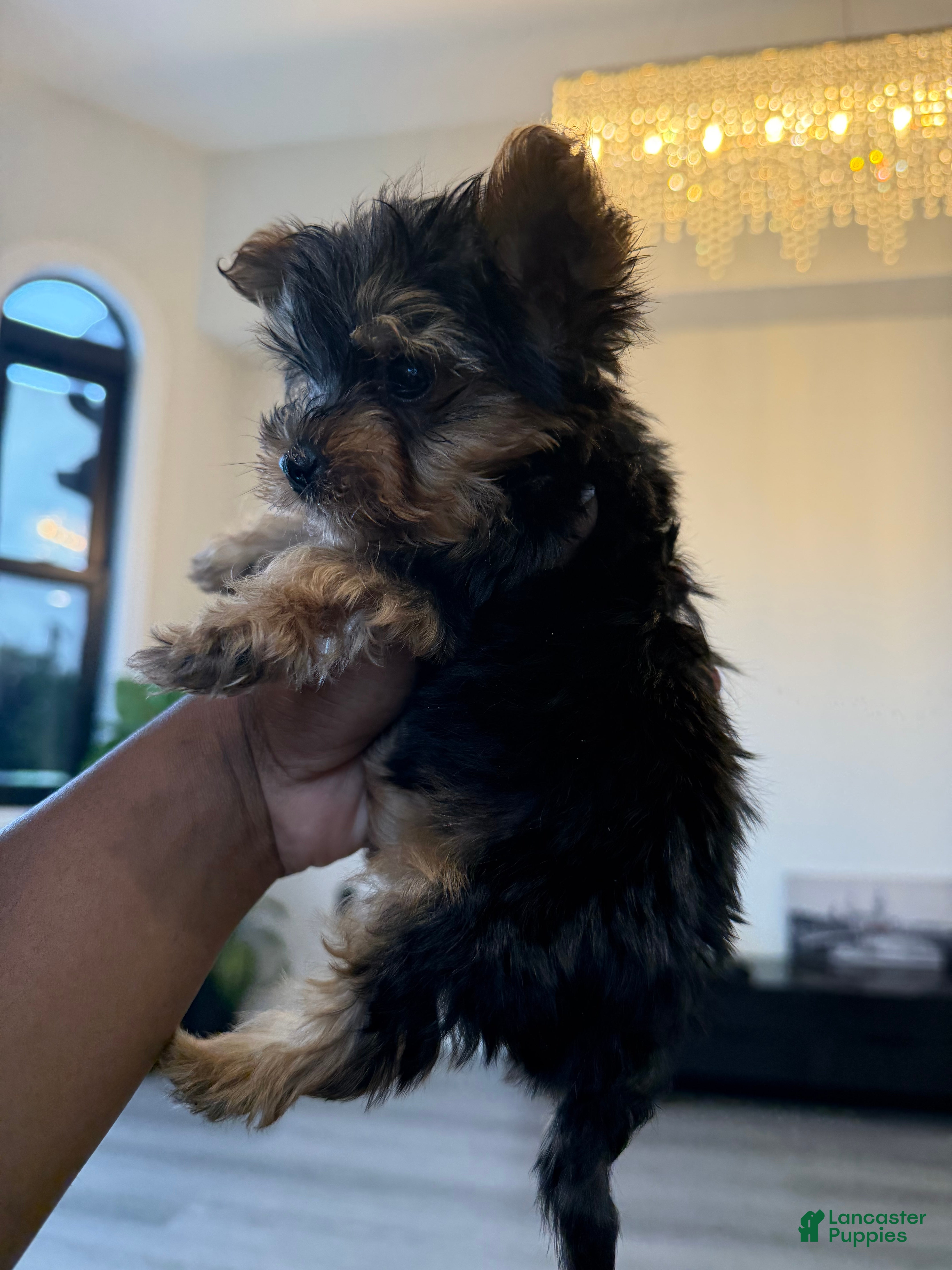 Yorkshire Terrier dogs Yoshi - Ad 2