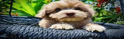 Havapoo dogs for sale: Eartha - Ad 3