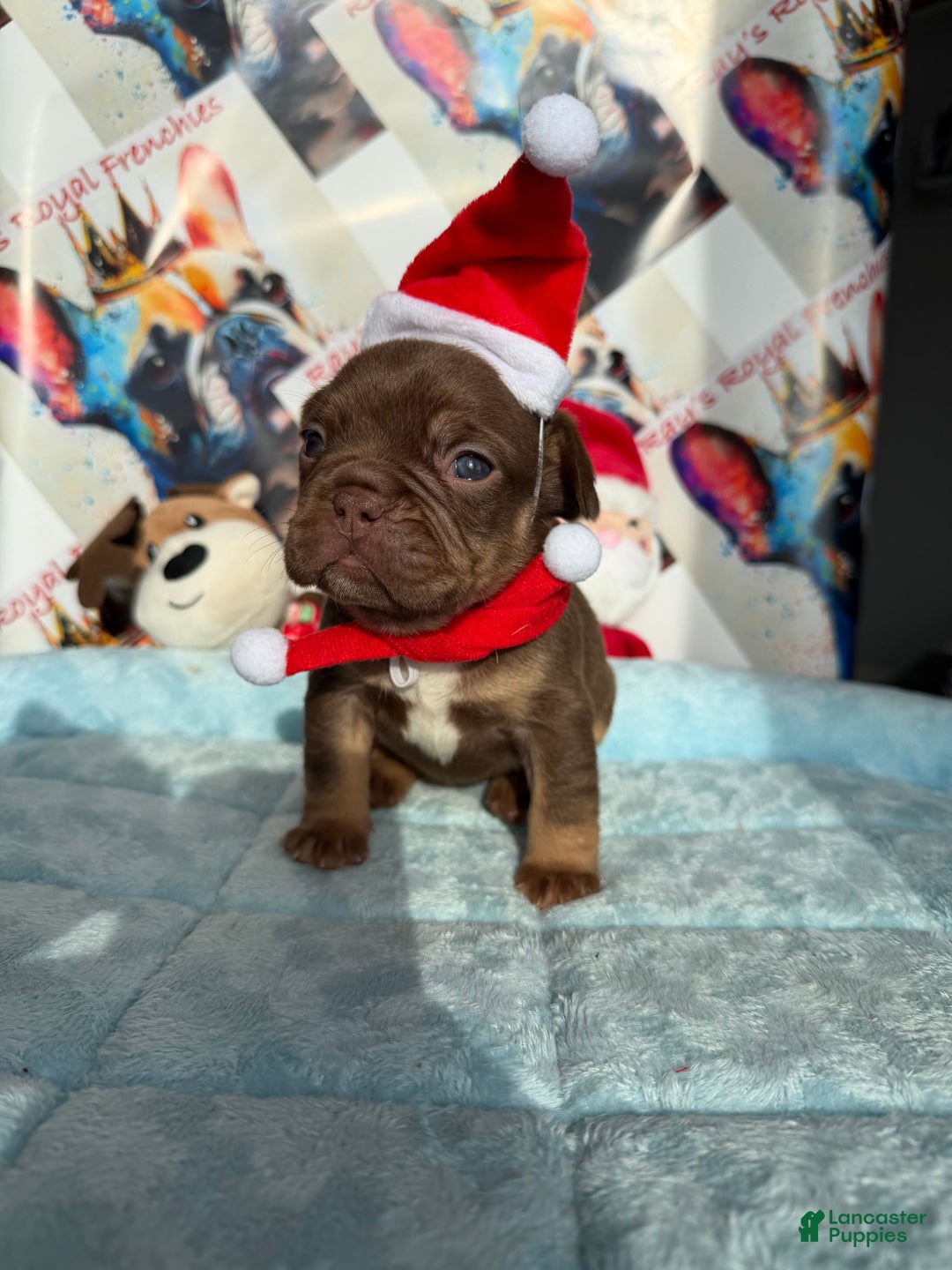French Bulldog dogs for sale: Pumpkin - Ad 2