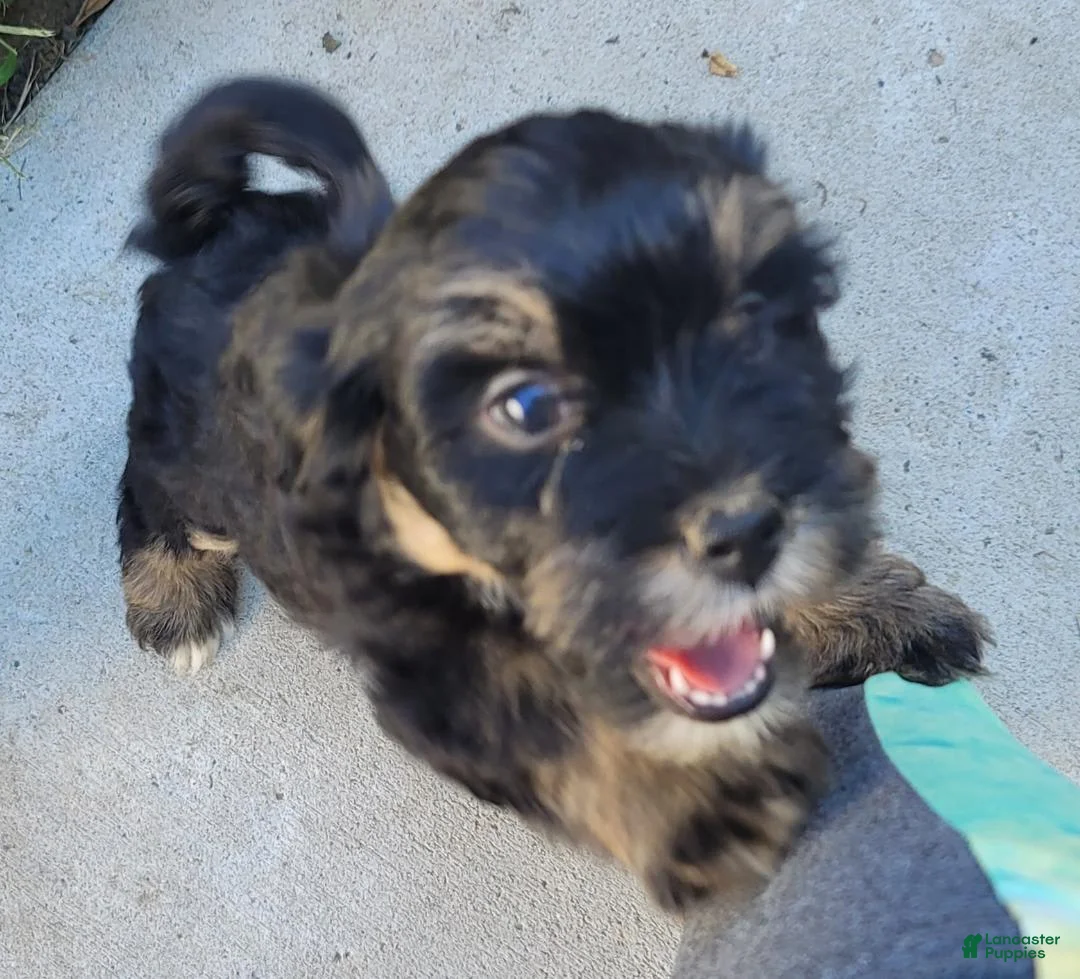 Gallery Image {{count}}