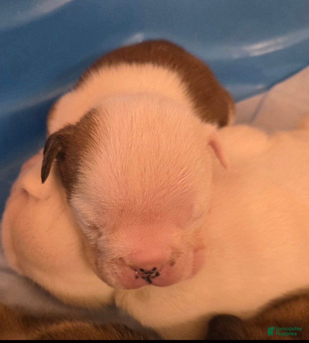 English Bulldog dogs for sale: Linus - Ad 5