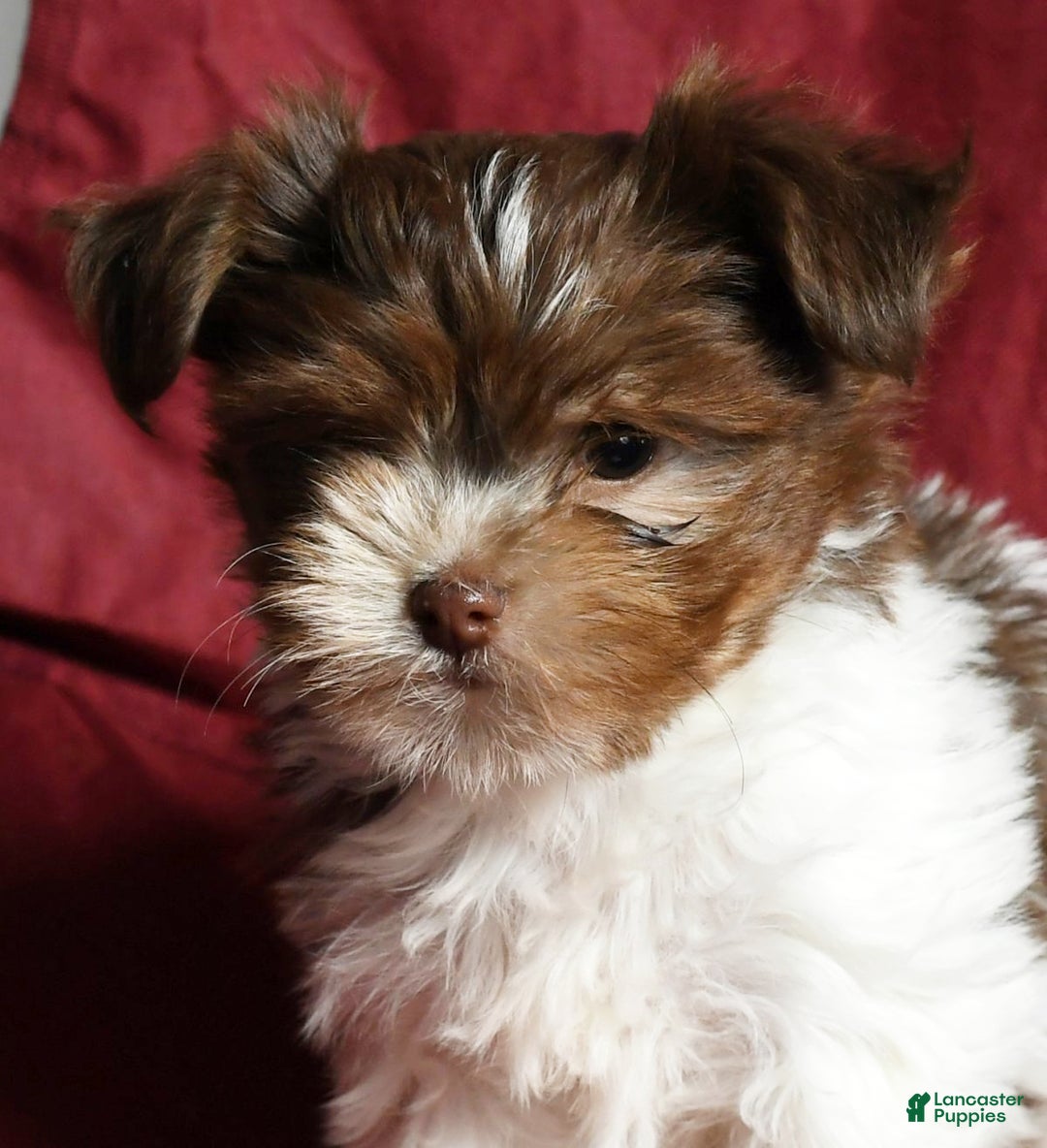 Havanese dogs for sale: Carolina - Ad 8