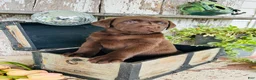 Labrador Retriever dogs for sale: Trixie - Ad 9