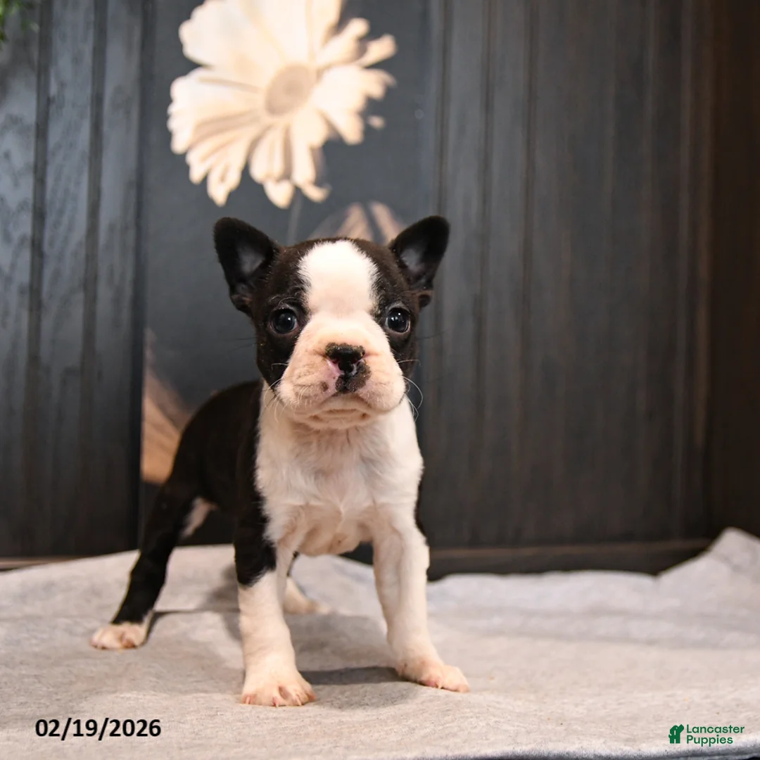 Boston Terrier dogs for sale: Petunia - Ad 5