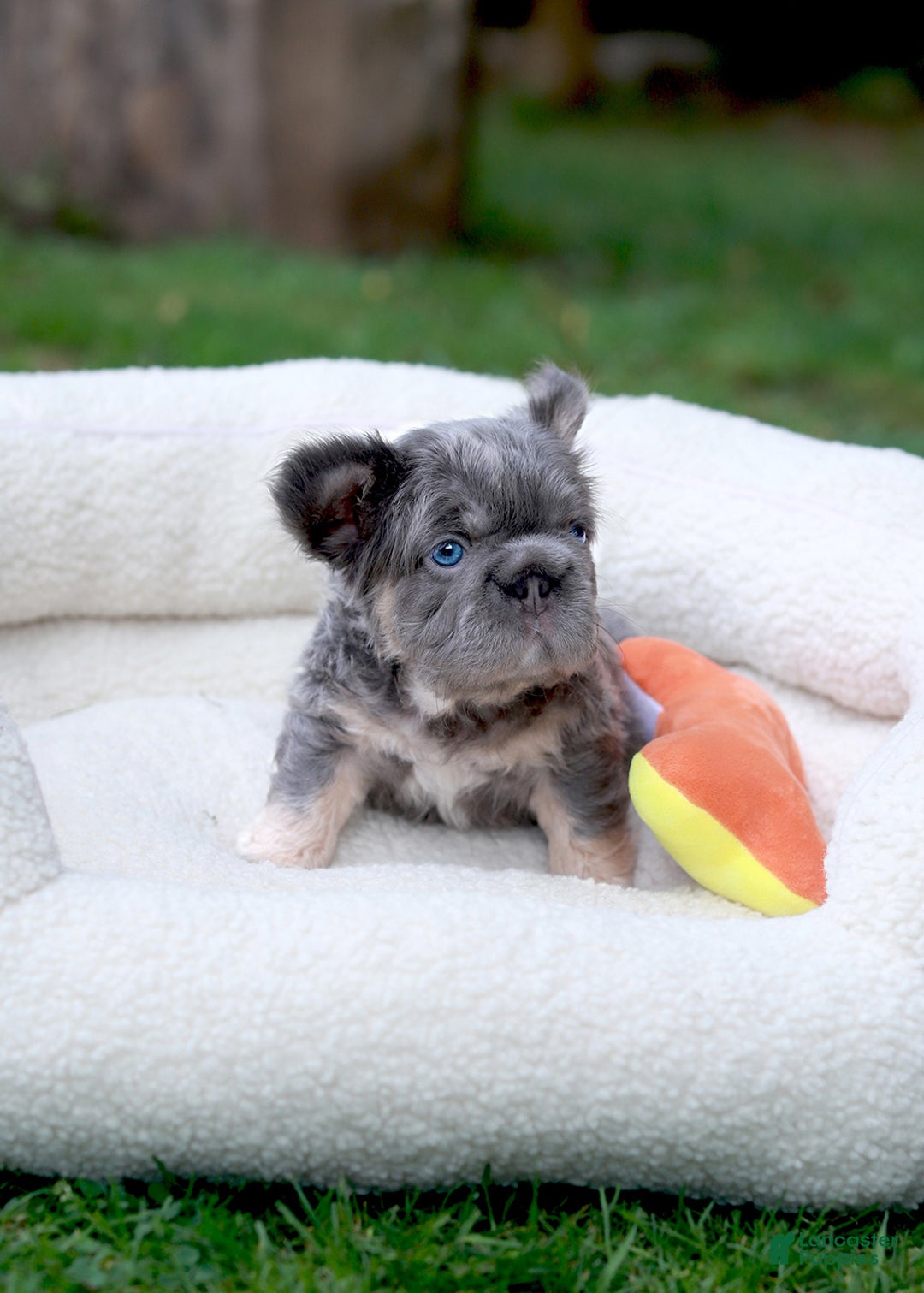 French Bulldog Cockapoo Mix Pug Weird Crossbred Dogs Pug Cockapoo