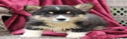 Welsh Corgi Pembroke dogs for sale: Jake  - Ad 2