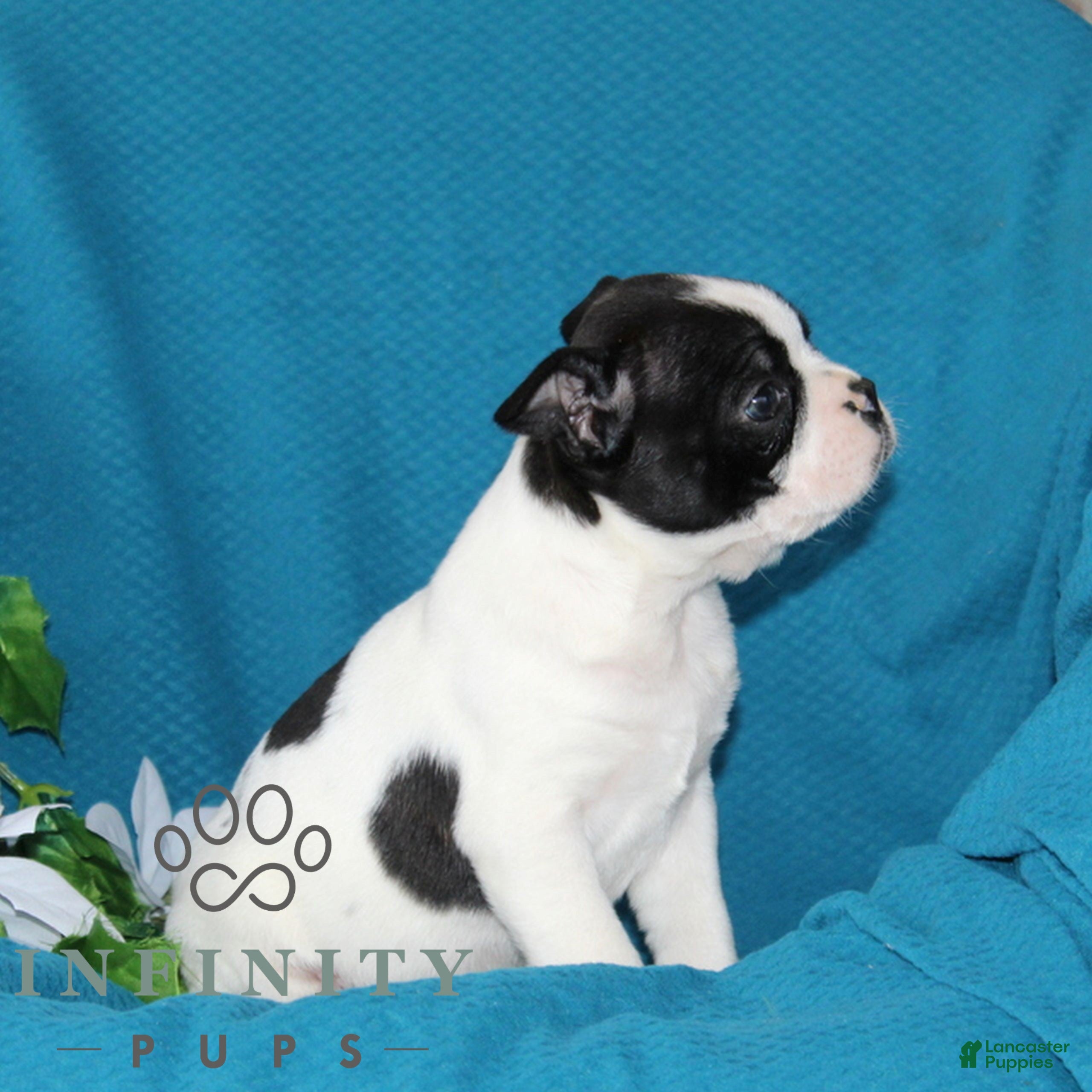 Boston Terrier dogs Aztec  - Ad 2