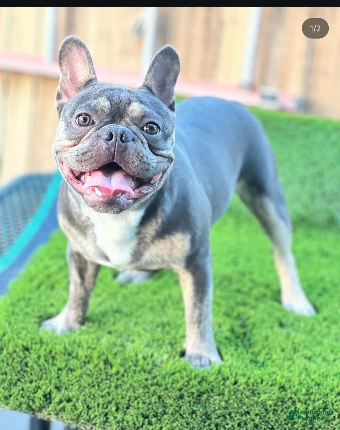 French Bulldog dogs for sale: French Bulldog 1 - Ad 3
