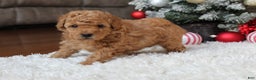 Toy Poodle dogs for sale: Carson - Ad 2