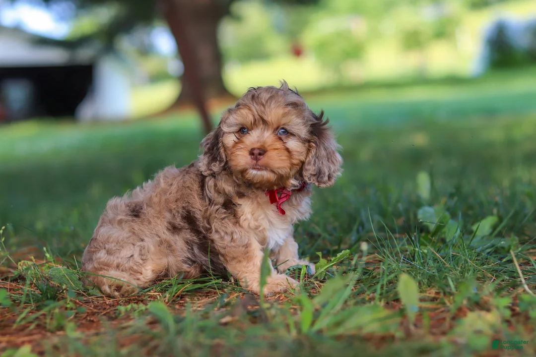 Cavapoo dogs for sale: Chico - Ad 7