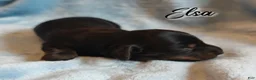 Miniature Dachshund dogs for sale: Miniature Dachshund 2 - Ad 3