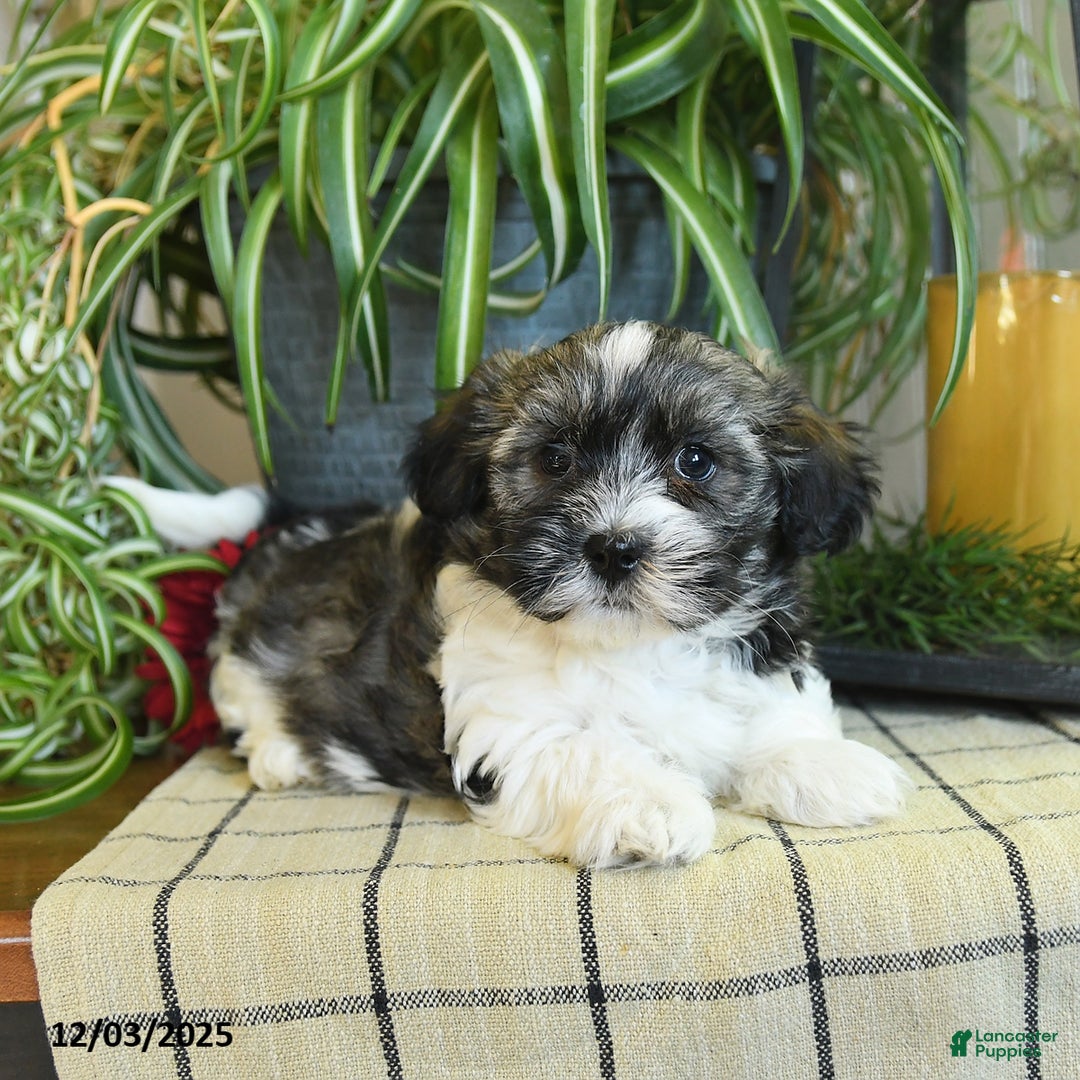 Havanese dogs for sale: Sterling - Ad 4