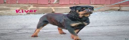 Rottweiler dogs for sale: Max - Ad 4