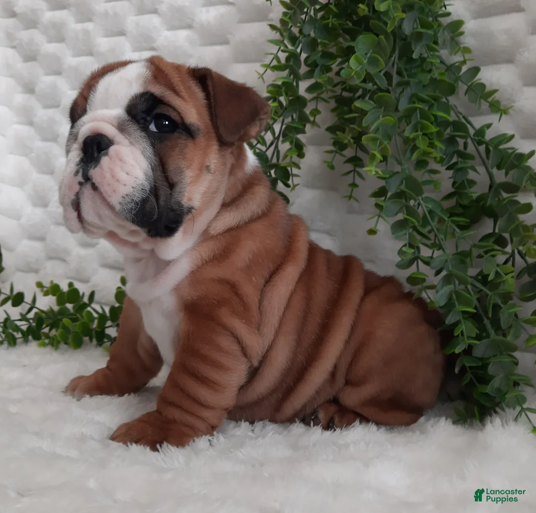 English Bulldog dogs for sale: Dana - Ad 2