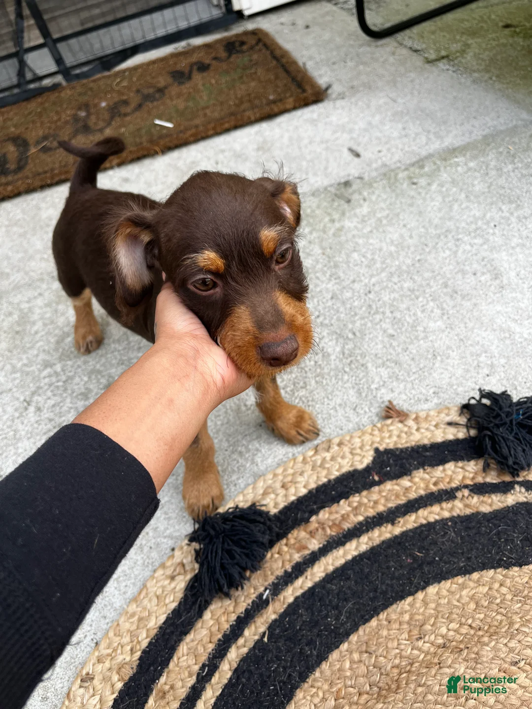 Mixed Breed dogs for sale: Mixed Breed Puppy 1 - Ad 2
