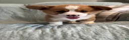 Welsh Corgi Pembroke dogs for sale: Welsh Corgi Pembroke 1 - Ad 4