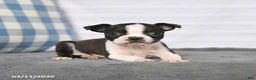 Boston Terrier dogs for sale: Renee - Ad 3