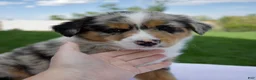 Australian Shepherd dogs for sale: Penny - Ad 3