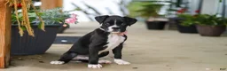 Boxer dogs for sale: Fido - Ad 7