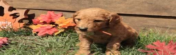 Goldendoodle dogs for sale: Liam - Ad 3