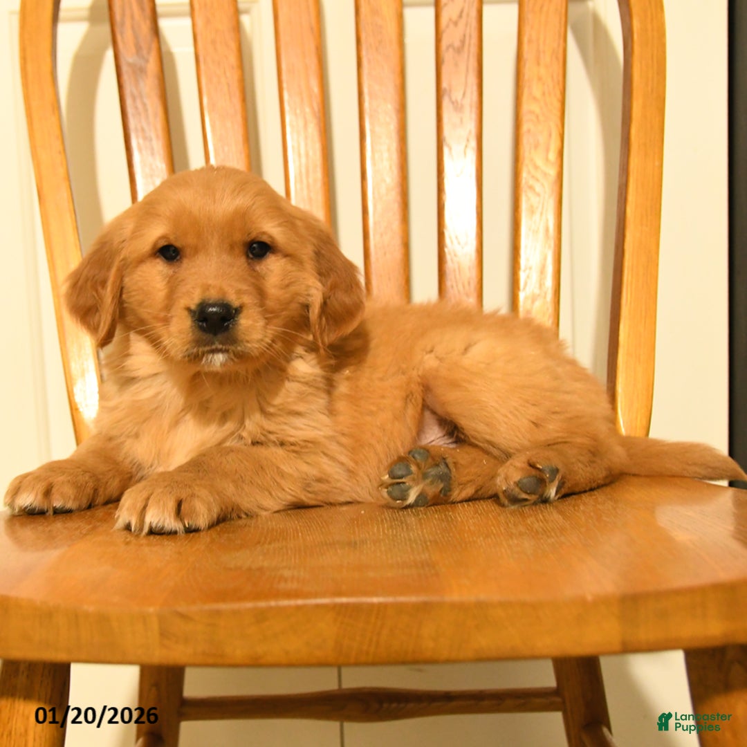 Golden Retriever dogs for sale: Bailey - Ad 4