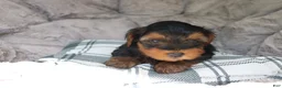 Yorkshire Terrier dogs for sale: Mia  - Ad 2