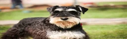 Miniature Schnauzer dogs for sale: Antonio - Ad 2