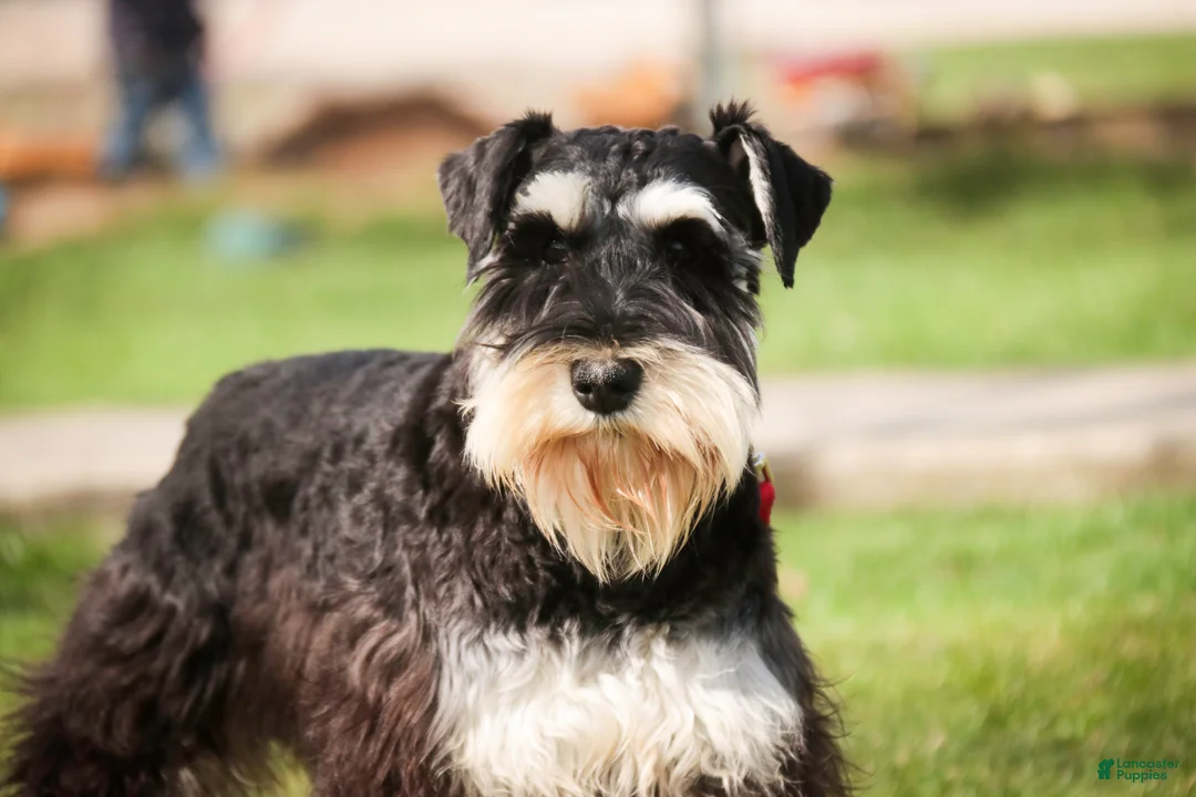 Miniature Schnauzer dogs for sale: Antonio - Ad 2