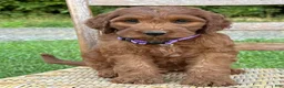 Irish Doodle dogs for sale: Molly - Ad 14