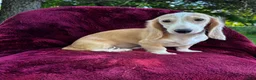 Miniature Dachshund dogs for sale: Lilly  - Ad 4