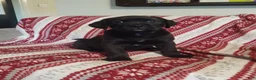Mixed Breed dogs for sale: Buttercup - Ad 3
