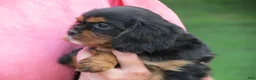 Cavalier King Charles Spaniel dogs for sale: Midnight - Ad 3
