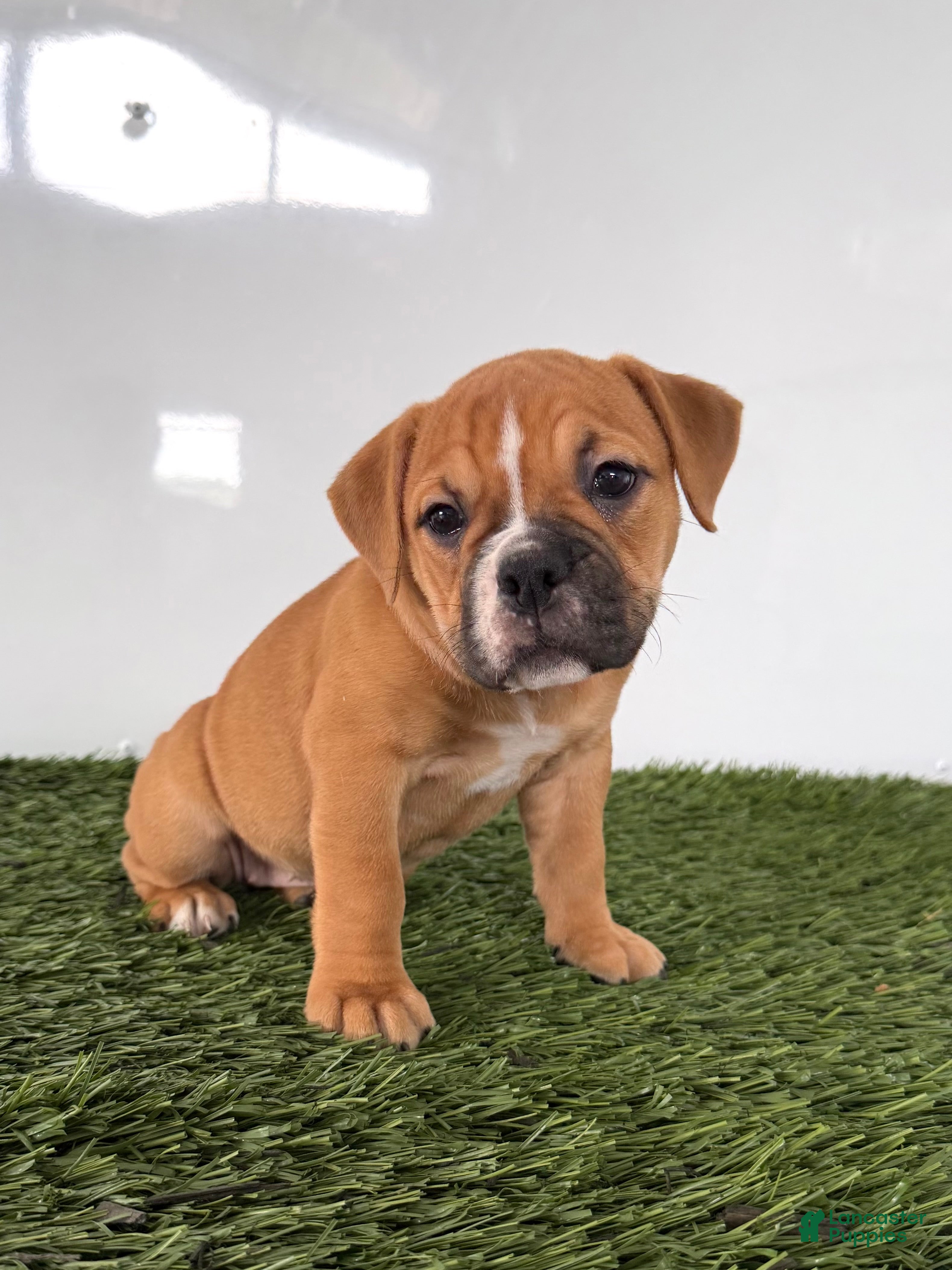 Olde English Bulldogge dogs Nicole - Ad 2