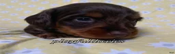Miniature Dachshund dogs for sale: Tootsie - Ad 33