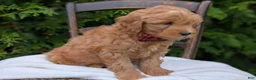 Mini Goldendoodle dogs for sale: Pumpkin - Ad 3