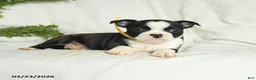 Boston Terrier dogs for sale: Buddy - Ad 4