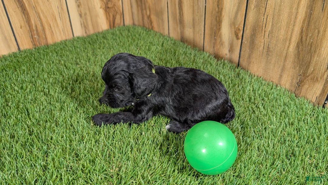 Cavapoo dogs for sale: Francis Boy 1 - Ad 4