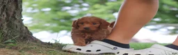 Mini Goldendoodle dogs for sale: Gomez - Ad 5