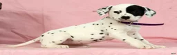 Dalmatian dogs for sale: Tulip - Ad 1