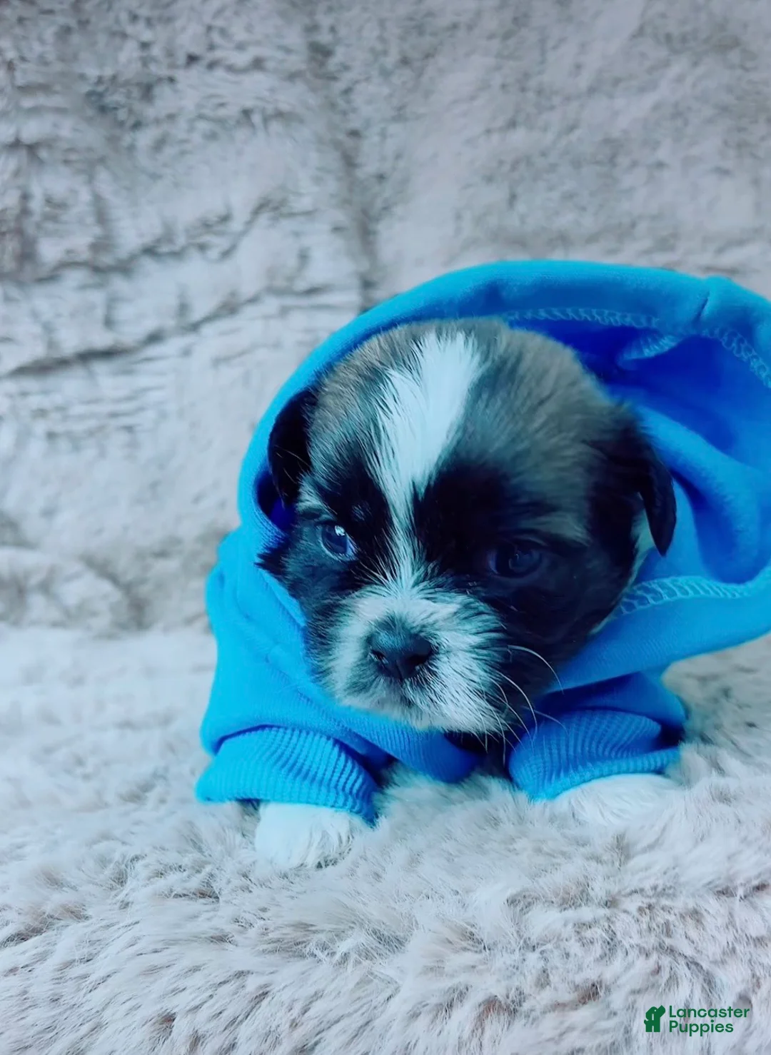 Shih Tzu dogs for sale: Pepper - Ad 3