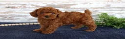 Toy Poodle dogs for sale: Rusty - Ad 2