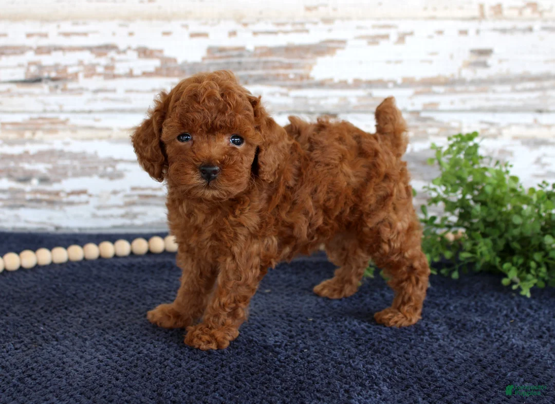 Toy Poodle dogs for sale: Rusty - Ad 2