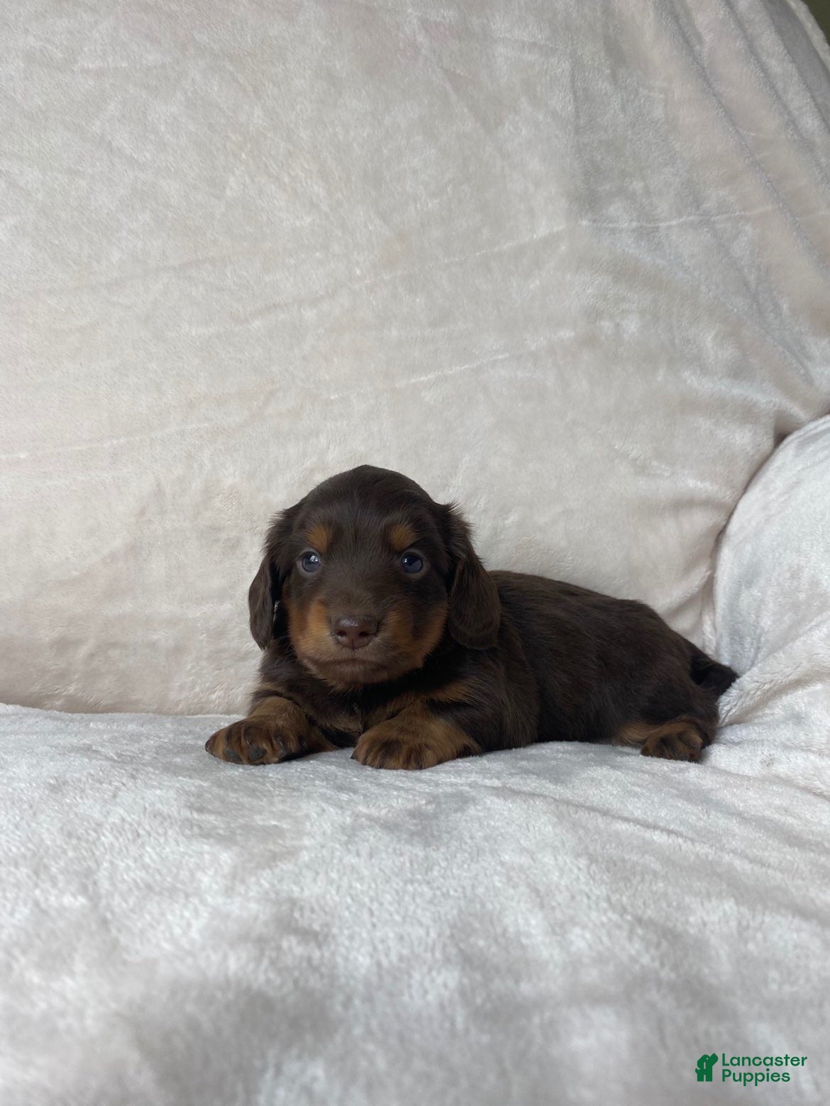 Miniature Dachshund dogs Miniature Dachshund 1 - Ad 1