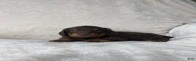 Miniature Dachshund 1